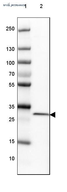 Atlas Antibodies AMAb90599 image 3