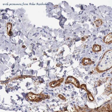 Atlas Antibodies AMAb90634 image 1