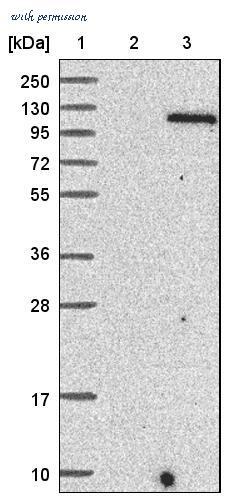 Atlas Antibodies AMAb90634 image 2