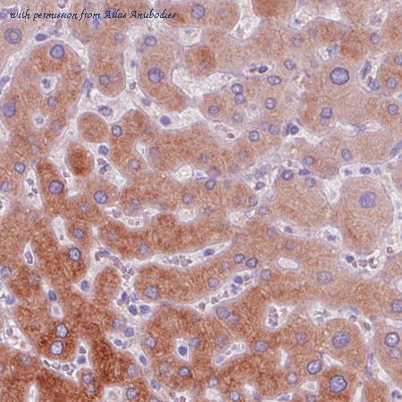 Atlas Antibodies AMAb90634 image 3