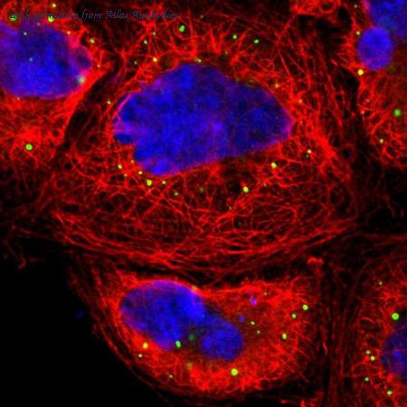 Atlas Antibodies AMAb90784 image 1