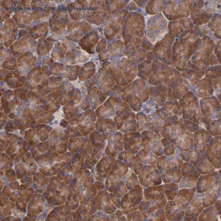Atlas Antibodies AMAb90784 image 2