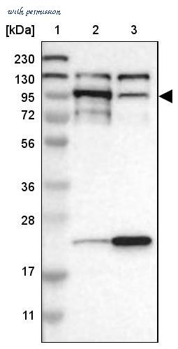 Atlas Antibodies AMAb90784 image 3