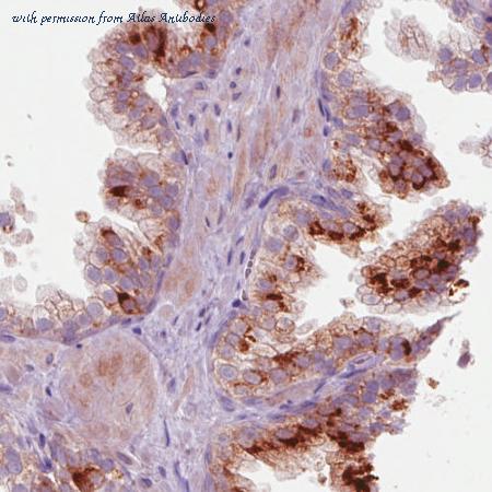 Atlas Antibodies AMAb90687 image 2