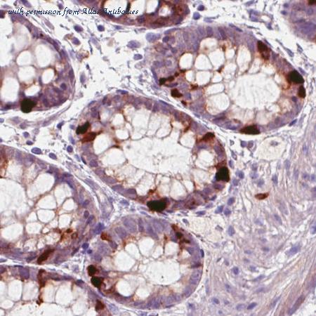 Atlas Antibodies AMAb90687 image 3