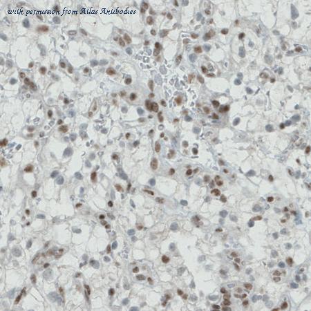 Atlas Antibodies AMAb90690 image 1