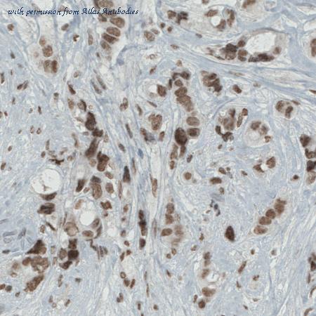 Atlas Antibodies AMAb90690 image 2