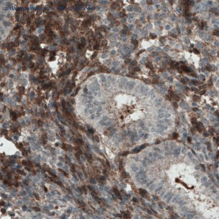 Atlas Antibodies AMAb90696 image 2