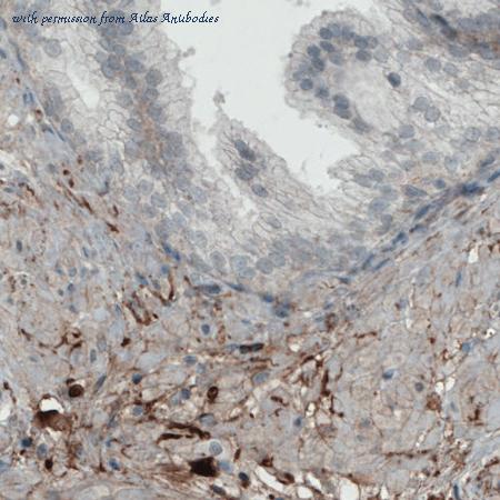 Atlas Antibodies AMAb90696 image 3