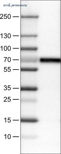 Atlas Antibodies AMAb90698 image 1