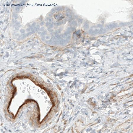 Atlas Antibodies AMAb90704 image 1