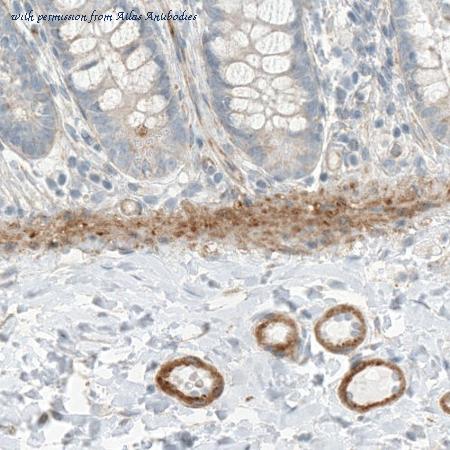 Atlas Antibodies AMAb90704 image 2