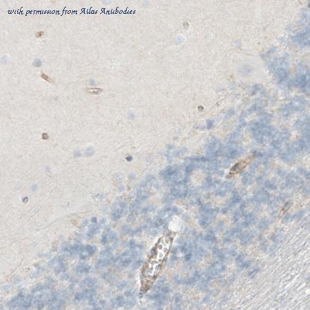 Atlas Antibodies AMAb90704 image 3