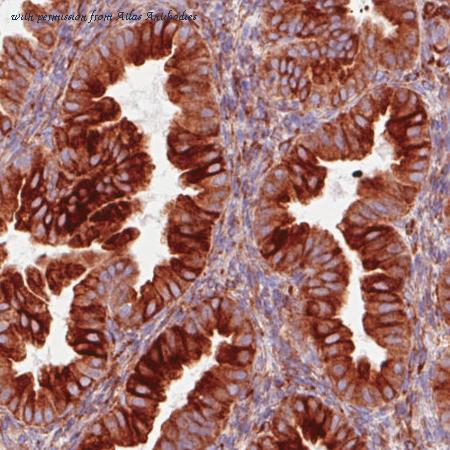 Atlas Antibodies AMAb90710 image 1