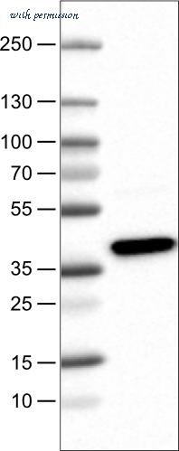 Atlas Antibodies AMAb90722 image 1