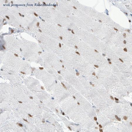 Atlas Antibodies AMAb90728 image 2