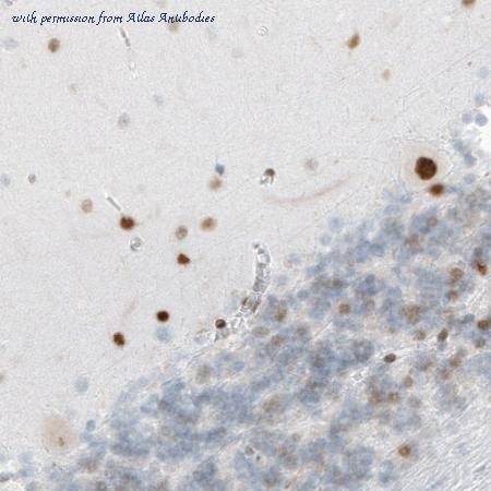 Atlas Antibodies AMAb90728 image 3