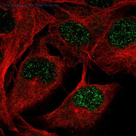 Atlas Antibodies AMAb90730 image 1