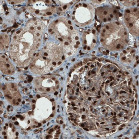 Atlas Antibodies AMAb90730 image 3