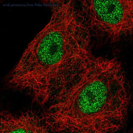 Atlas Antibodies AMAb90733 image 1