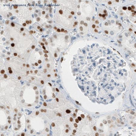 Atlas Antibodies AMAb90733 image 2