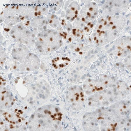 Atlas Antibodies AMAb90733 image 3