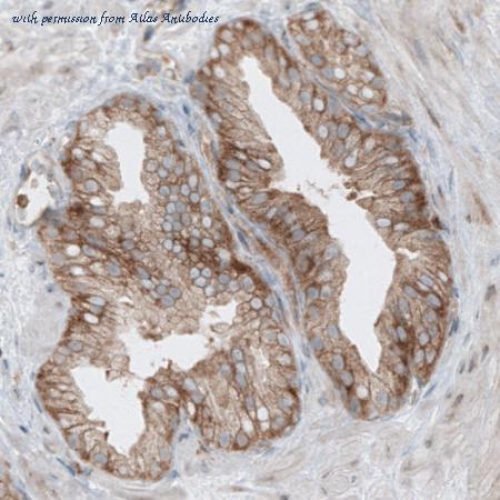 Atlas Antibodies AMAb90737 image 3