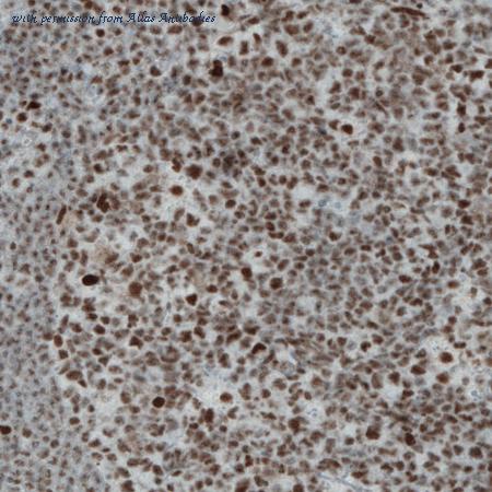 Atlas Antibodies AMAb90740 image 1