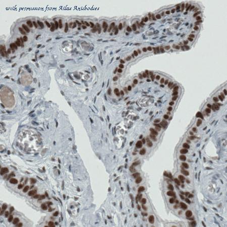 Atlas Antibodies AMAb90740 image 2