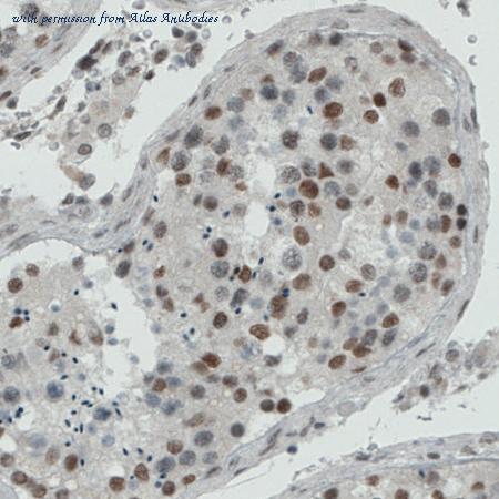 Atlas Antibodies AMAb90740 image 3
