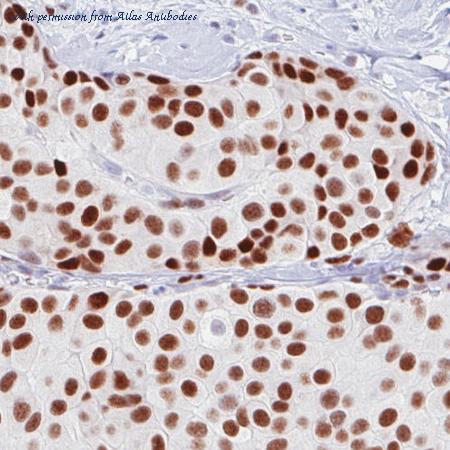 Atlas Antibodies AMAb90789 image 1