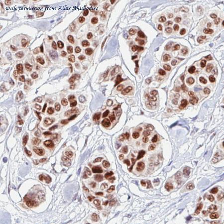 Atlas Antibodies AMAb90789 image 2
