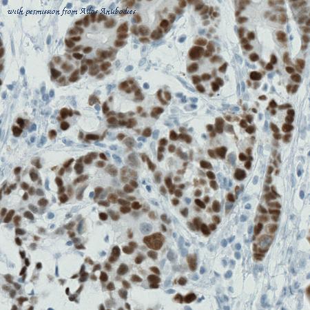 Atlas Antibodies AMAb90795 image 2