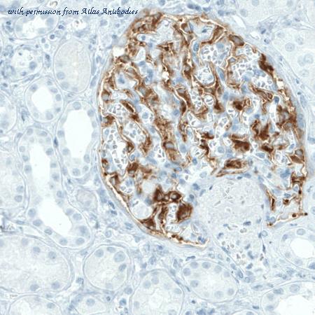 Atlas Antibodies AMAb90801 image 2