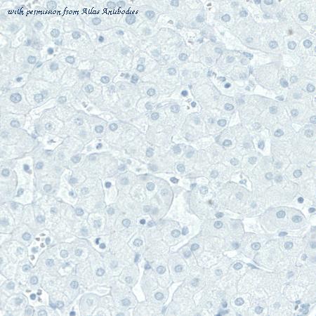 Atlas Antibodies AMAb90801 image 3