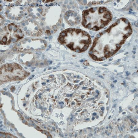 Atlas Antibodies AMAb90803 image 1