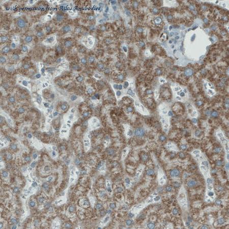 Atlas Antibodies AMAb90803 image 2