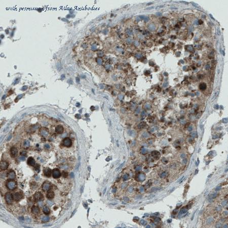 Atlas Antibodies AMAb90803 image 3