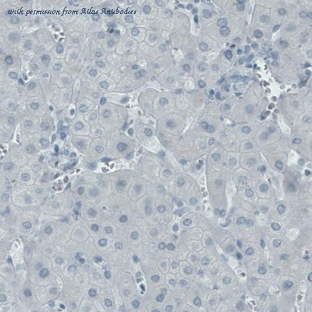 Atlas Antibodies AMAb90808 image 3