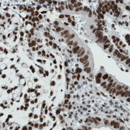 Atlas Antibodies AMAb90841 image 1