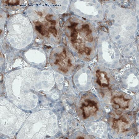 Atlas Antibodies AMAb90846 image 3