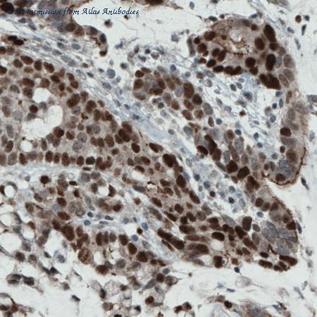 Atlas Antibodies AMAb90851 image 1