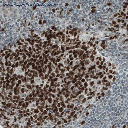 Atlas Antibodies AMAb90851 image 3