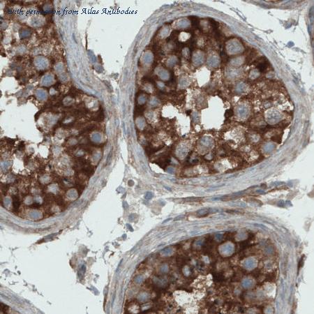 Atlas Antibodies AMAb90857 image 1