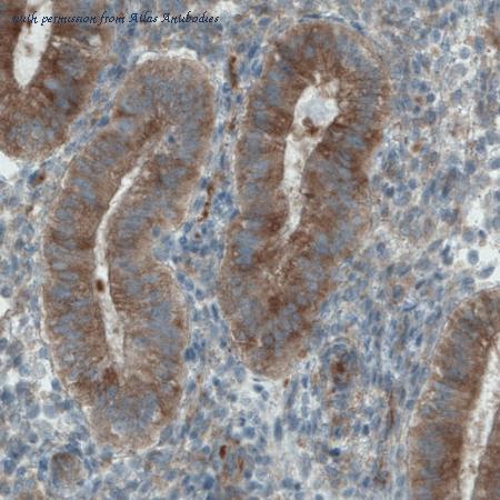 Atlas Antibodies AMAb90857 image 2