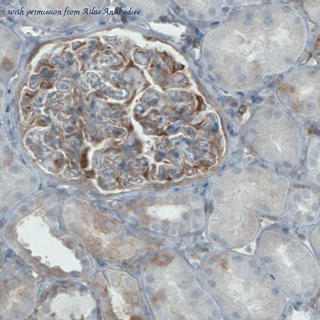 Atlas Antibodies AMAb90857 image 3