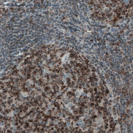 Atlas Antibodies AMAb90859 image 1