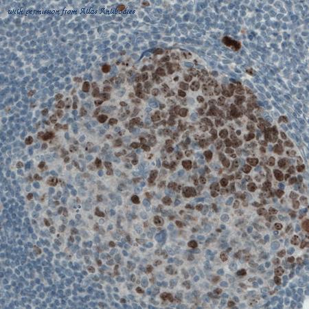 Atlas Antibodies AMAb90870 image 1
