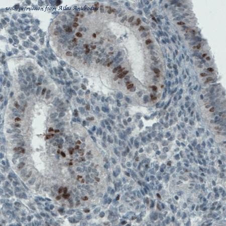 Atlas Antibodies AMAb90870 image 3