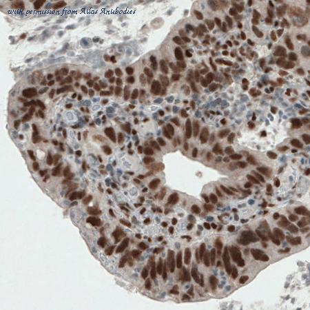 Atlas Antibodies AMAb90872 image 2
